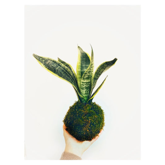 Snake Plant Kokedama