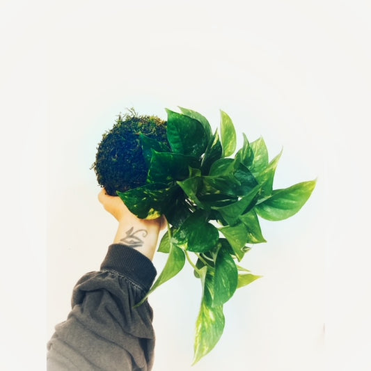 Pothos Ivy Kokedama